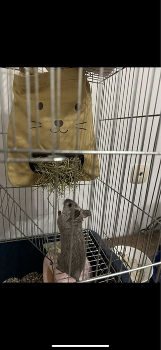 Чилийска катеричка Дегу