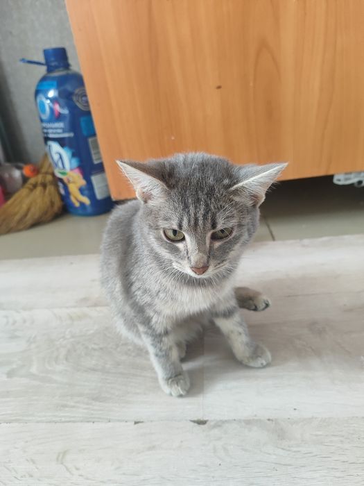 Отдам кошку в добрые руки