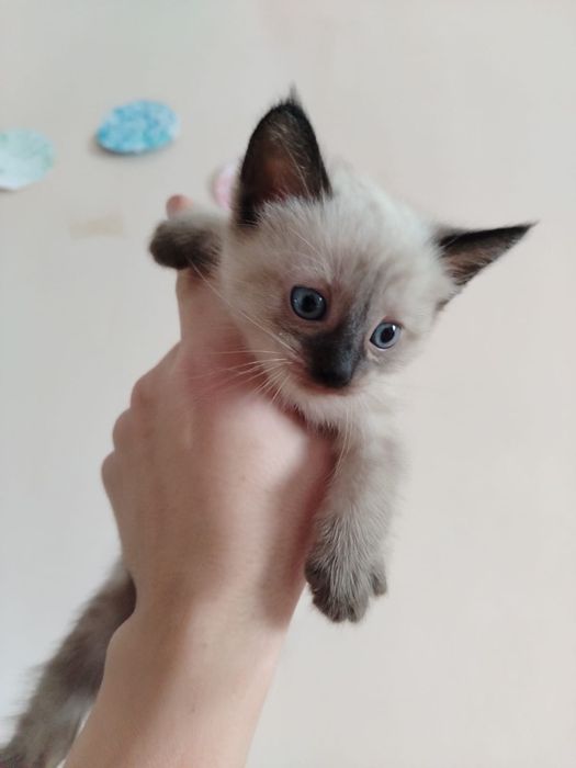 Отдам котят в добрые руки