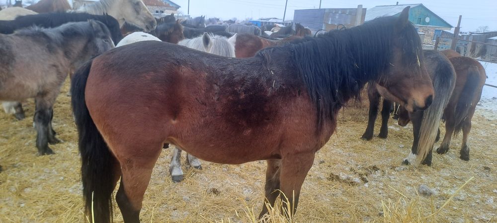 Продам жеребца для табуна