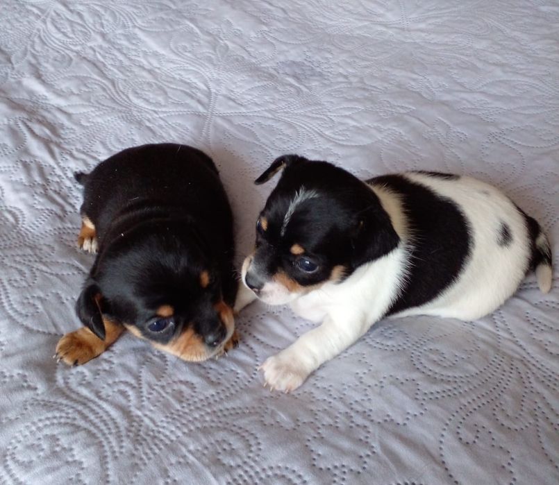 Продам МИНИ той-терьеров