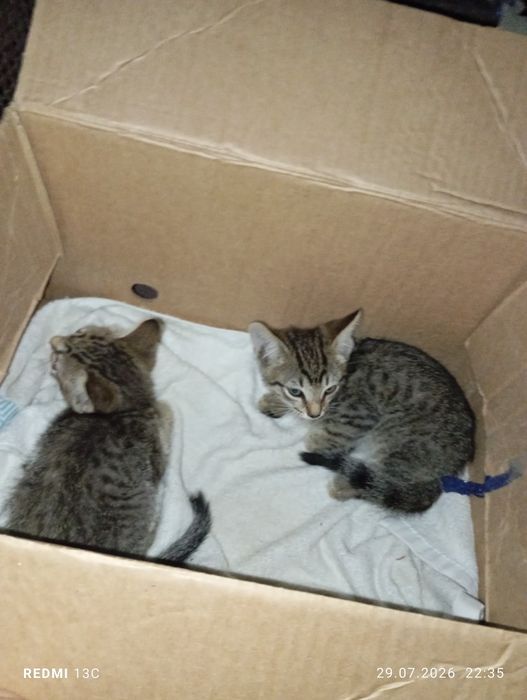 Отдам котят в добрые руки