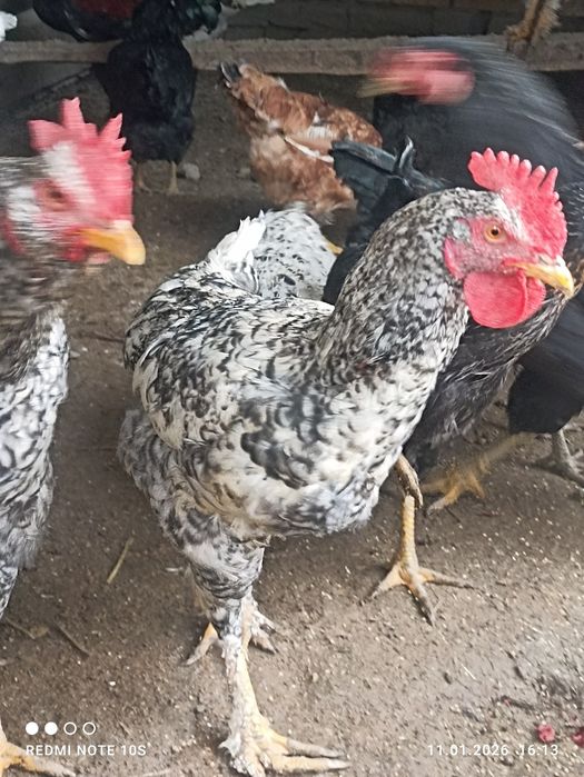 Хурозлар сотилади