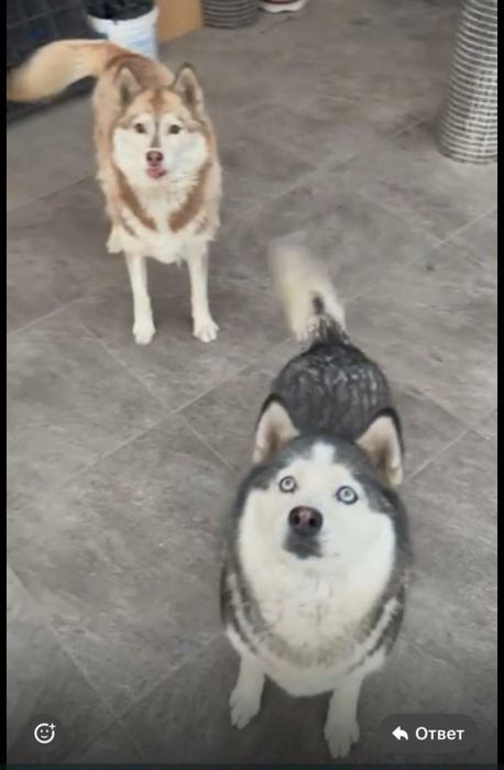 Потерялись две хаски