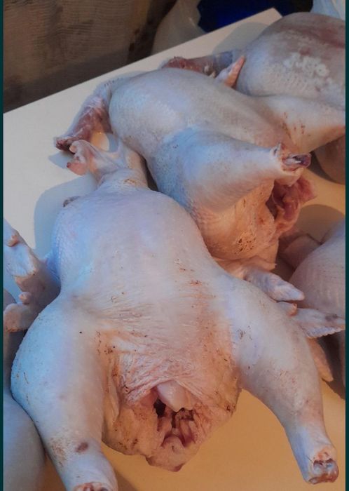 Продам мясо бролера