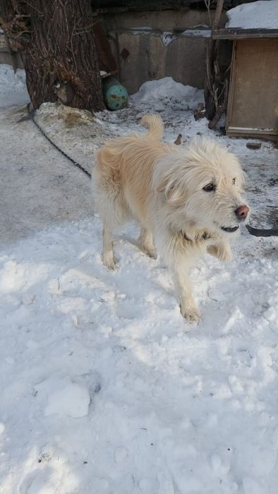 собака ищет хозяина