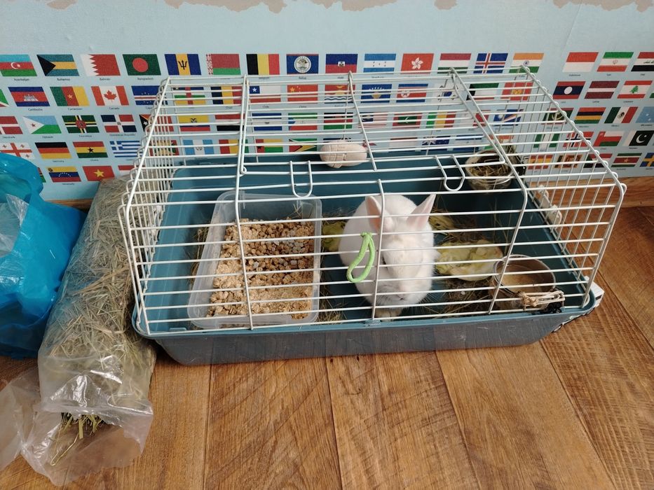 Кролик декаративный