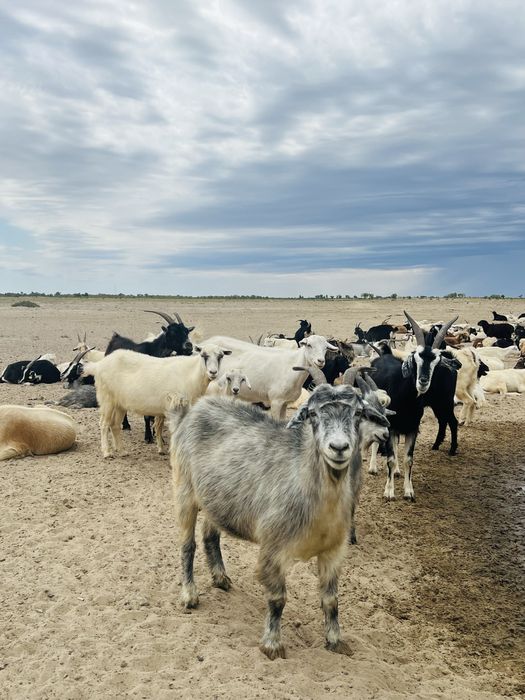 Ешкі сатылады