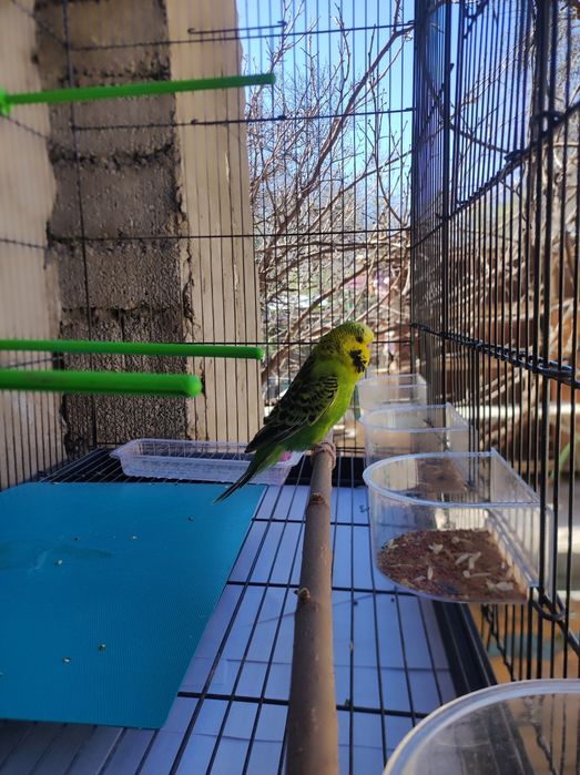 Говорящий попугай