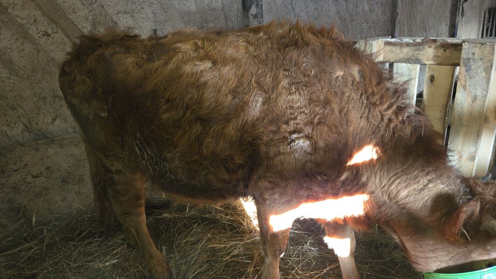 Семиз қашар сатылады