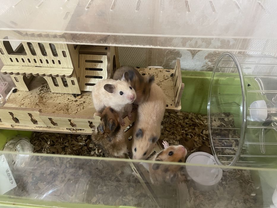 Сирийские хомяки