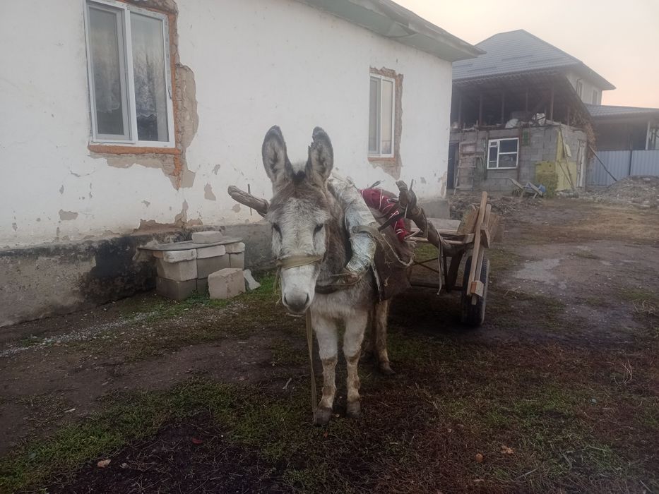 Продам осла .          .