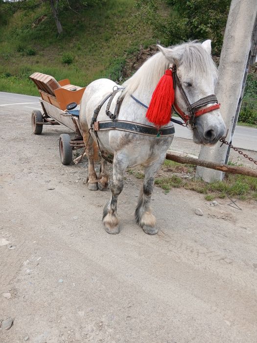 Iapa de 6 ani gestanta