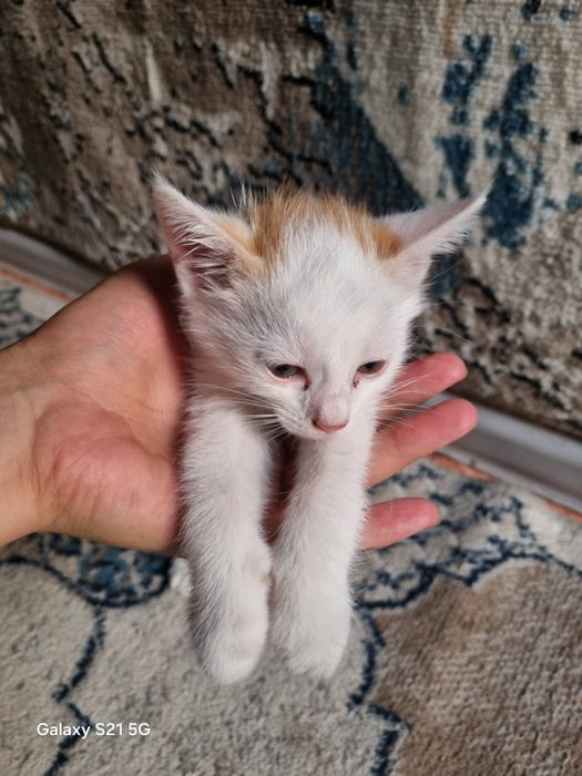 Уй мушукчалари / домашние кошки