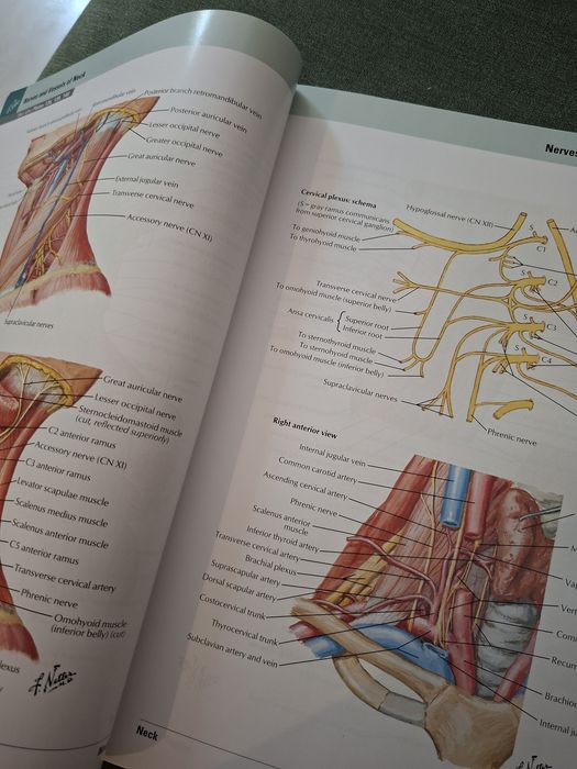 Netter-Atlas of Human Anatomy-editia 7