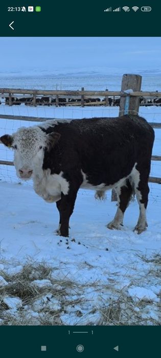 Қызыл қасқа бұқа 4 жасар.