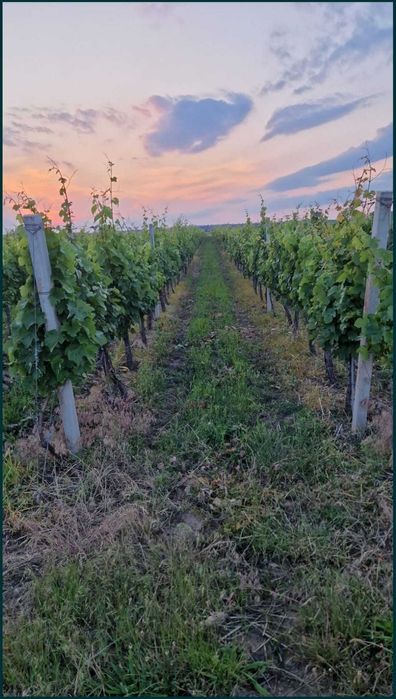 Vând 5 ha vie nobila în oraș Panciu 18000 eur/ha diferite soiuri