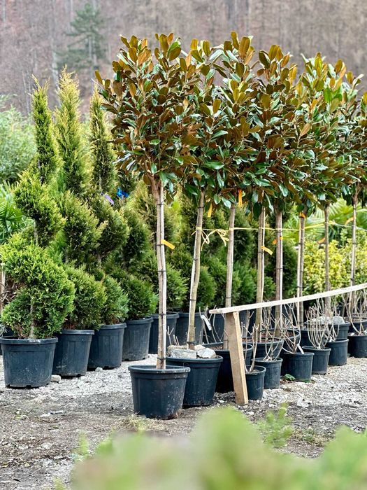 Plante Ornamentale Rezistente – Plata Doar la Livrare