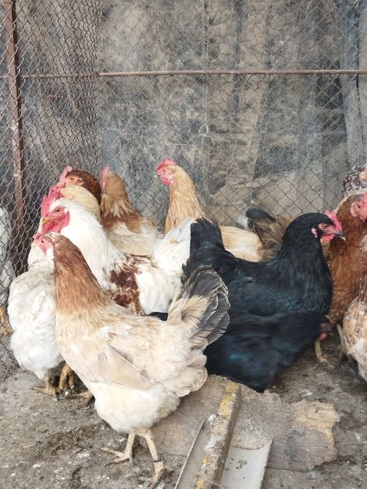 Продам куры домашние