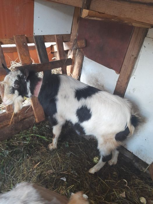 Vând țap de un an jumătate
