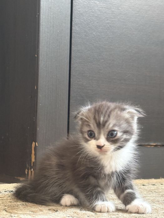 Продам кошка мальчик