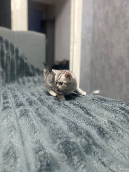 Продам британских котят