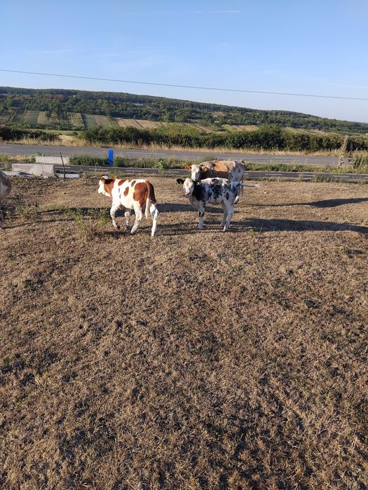 Se vând vițel frumosi