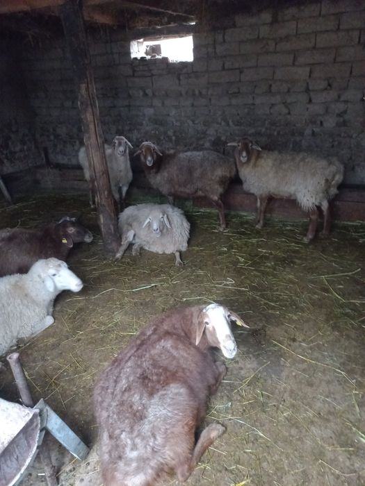 Байланған саулық тоқталар сатылады.