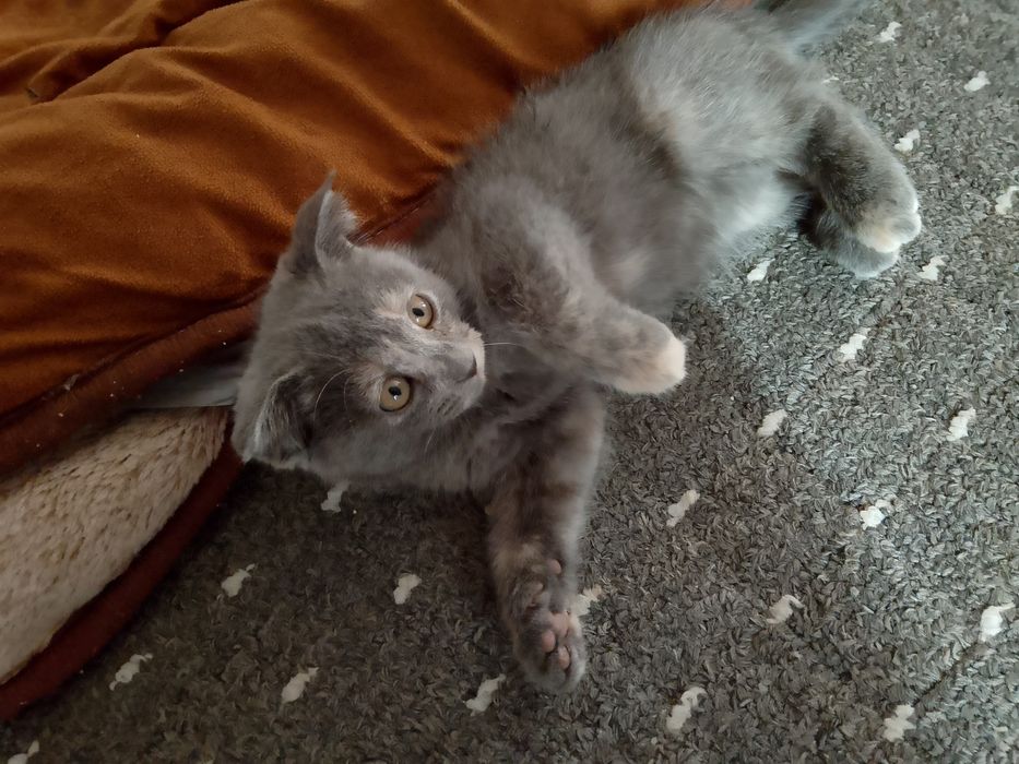 Хона мушуги кулранг