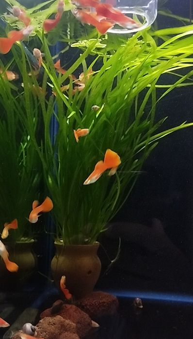 Гуппи Full Red Albino