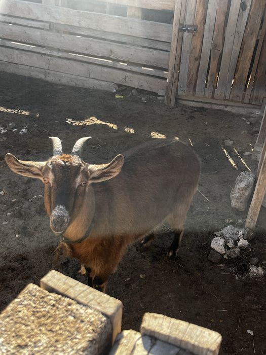 Сауын ешкі (ұрғашы буазы)