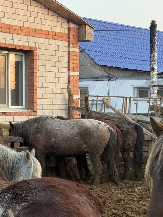 Бие байтал лощадь жылқы