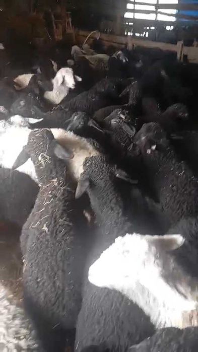 Miei pentru masa de paste