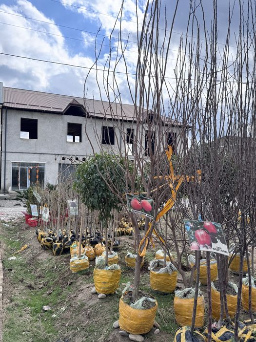 Гул Ва мева кучатлари