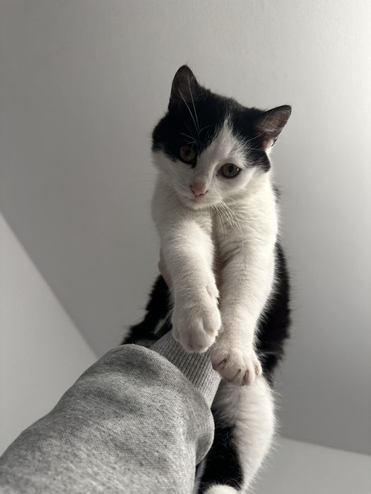 Donez pisica gratuit