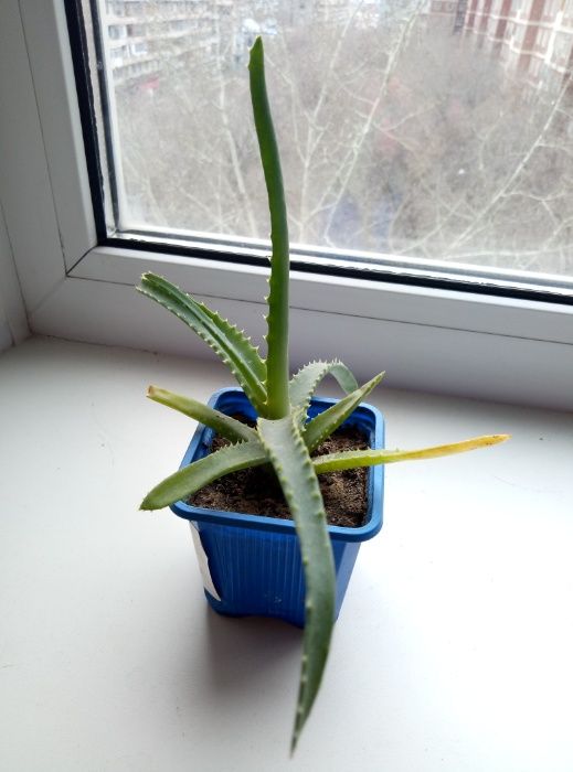 Комнатное растение Алоэ