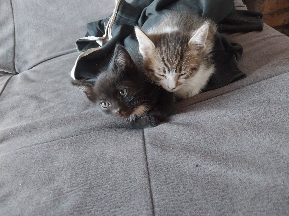 Отдам котят в хорошие руки