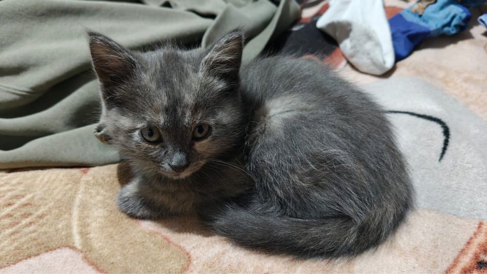 Котята в добрые руки