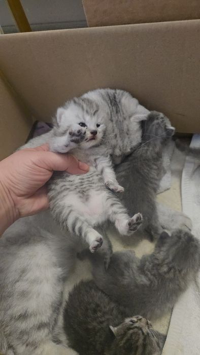 Серебристый табби шиншилла девичка и мальчик