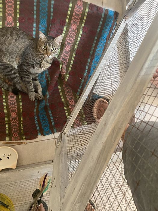 Cazare / Pensiune Pisici