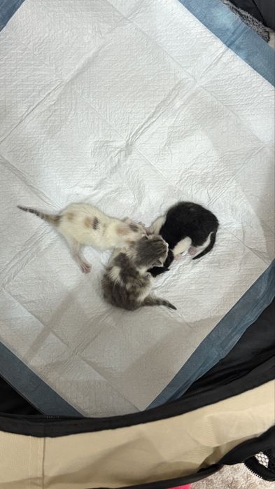 Отдам кошку с котятами