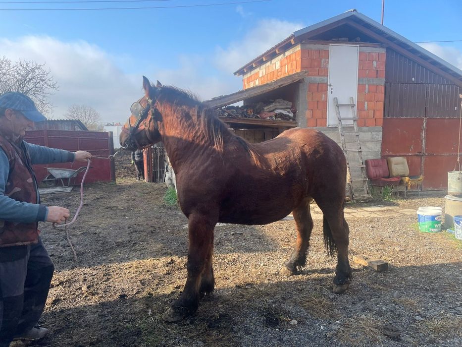 Vand mânz de 1 an si 7 luni