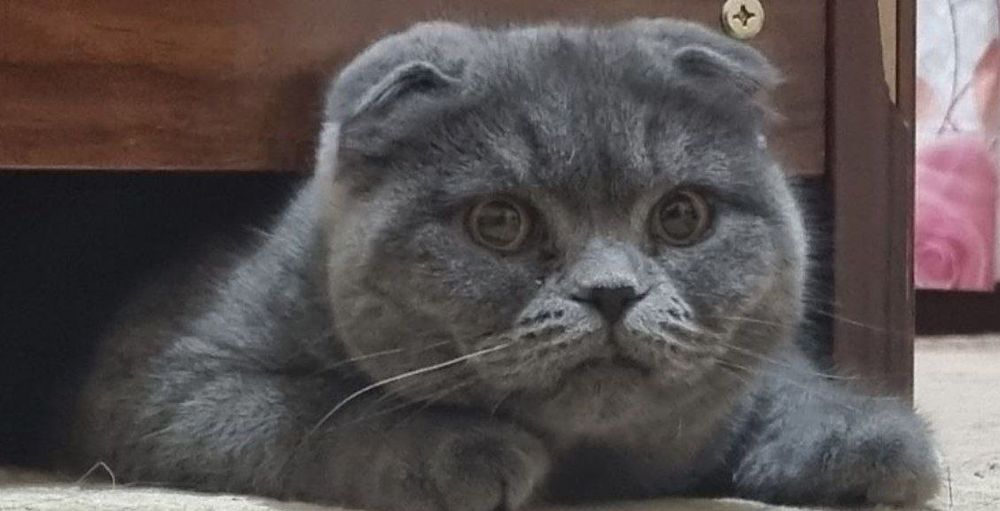 3 кошки породы Скоттиш фолд/Шиншила