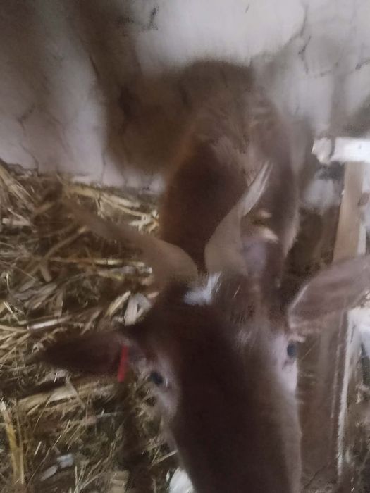 Vând 2 capre tinere