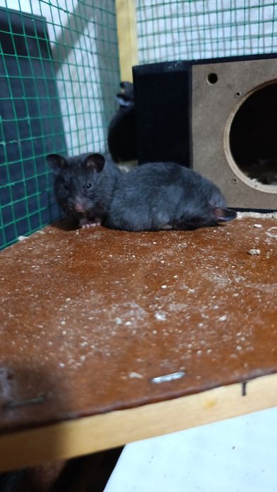 Hamyak Sirinskiy sotiladi