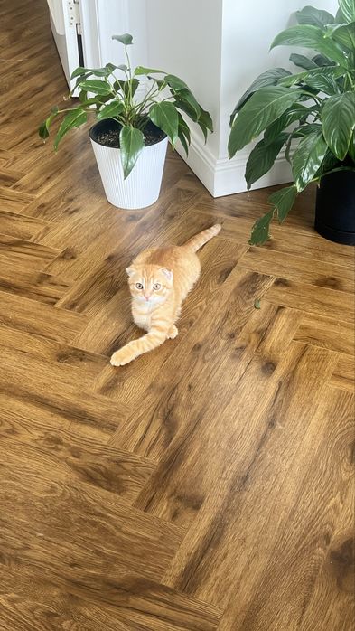 Вислоухий котенок