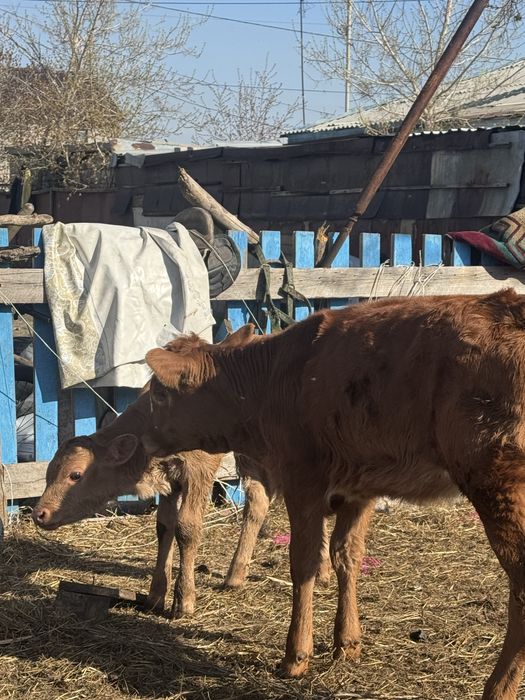 Продам телят девочки