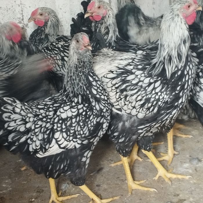 Продам куры домашние