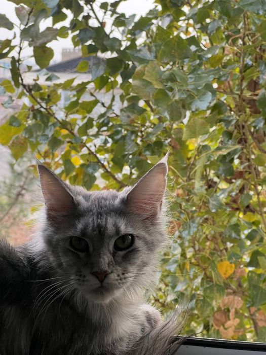 мейн кун мушуклар