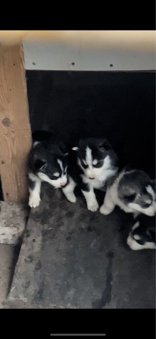 Продам щенков хаски